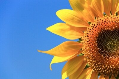 sunflower 61 Tips to Help You Live the Good Life